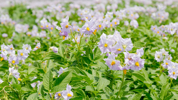 Verfügbarkeit und Anbieter