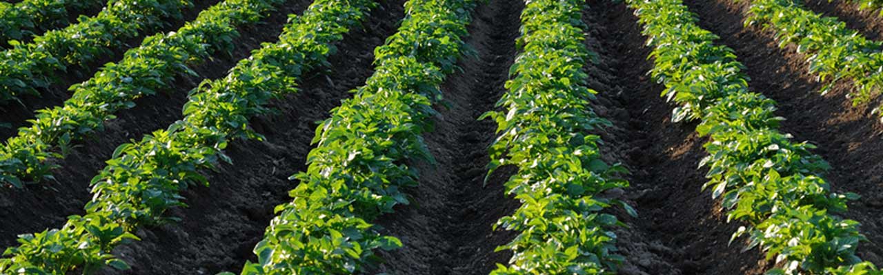 Banner Kartoffelfeld Headerbild Geiser agro.com