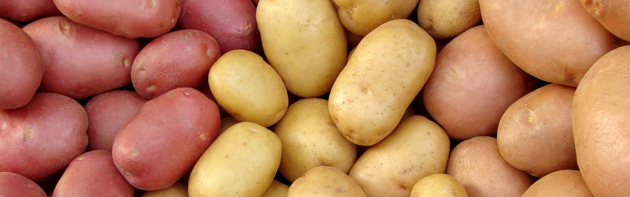 Banner Kartoffelfarben Headerbild Geiser agro.com